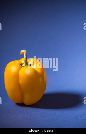 Große gelbe Paprika auf blauem Hintergrund isoliert. Stockfoto