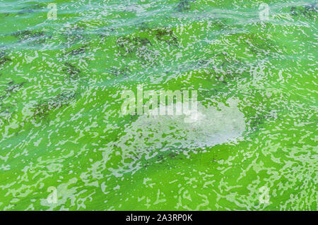 Grüne Oberfläche der Ukrainischen Fluss Dnepr durch cyanobacterias als Ergebnis des Phytoplanktons Evolution in heißen Jahreszeiten Stockfoto