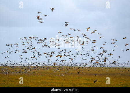 Southport, Merseyside. UK Wetter. 10 Okt, 2019. Windigen Bedingungen an der Küste als eine geschätzte 48.800 Zugvögel im Morgengrauen von der RSPB Ribble Marsh steigen. Mäusebabys Signal die Ankunft von Winter auf der Sefton Coast wie die riesigen Herden von Wanderarbeitnehmern rosa Fuß Gänse aus nördlichen Gefilden ankommen, in England zu überwintern. Tausende von "mäusebabys" verbringen den Winter, Beweidung und die Nahrungssuche auf der West Lancashire Ackerland während des Tages und Rastplätze an der Mündung Grasland. Über 280.000, 80% der Weltbevölkerung Winter in Großbritannien. Credit: MediaWorldImages/AlamyLiveNews Stockfoto