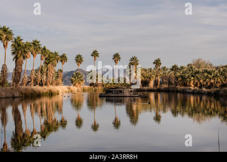 Die großen Palmen umgeben von einem künstlichen Teich, See Tuendae in der Wüste Studies Center an der winzigen Siedlung von Zzyzx, in der Nähe der Baker und angrenzenden im Südosten von Kalifornien in die Mojave National Preserve Stockfoto