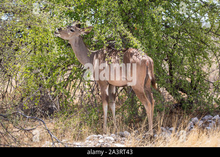 Kudus stand unter einem Baum und essen Blätter, Namibia, Afrika Stockfoto