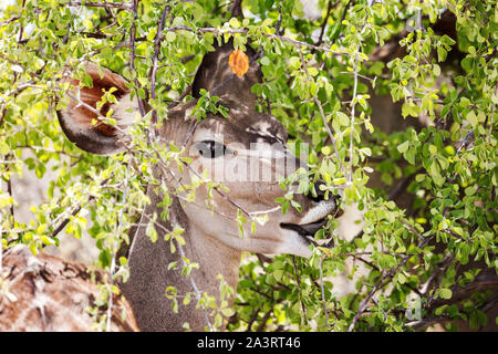 Nahaufnahme eines Kudus essen die Blätter eines Baumes, Namibia, Afrika Stockfoto