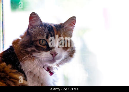 Close up Portrait von Gesicht ein adorable Calico Cat's Portrait. Suchen am Objektiv mit Kopf leicht gebeugt. Innenraum geschossen. Große Kopie Raum. Stockfoto