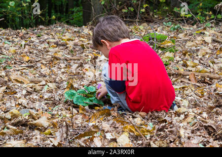 Junge Kind von 4 Hausbesetzung hocken und beobachten Alpine Europäischen violette cyclamen Cyclamen purpurascens in Wald, Soproni-hegyseg, Sopron, Ungarn Stockfoto