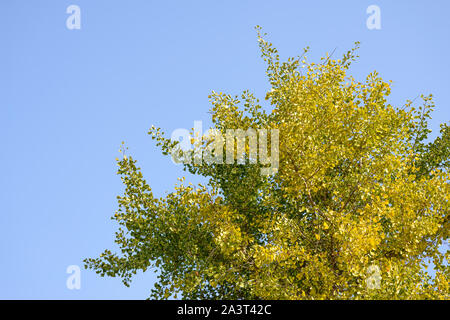 Krone von Ginkgo biloba Baum gegen den Himmel. Stockfoto