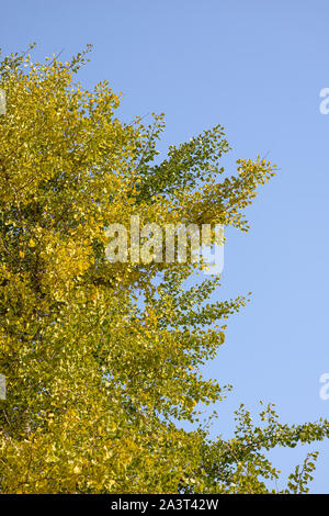 Krone von Ginkgo biloba Baum gegen den Himmel. Stockfoto