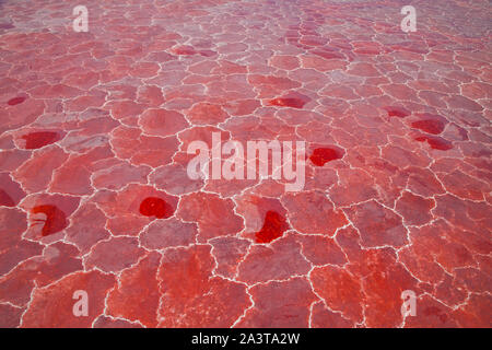 Lago Natron, Valle del Rift, Tansania, Afrika Stockfoto