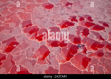 Lago Natron, Valle del Rift, Tansania, Afrika Stockfoto