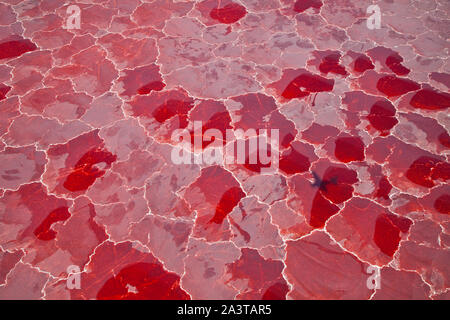 Lago Natron, Valle del Rift, Tansania, Afrika Stockfoto