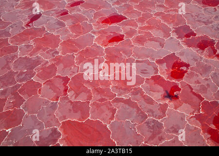 Lago Natron, Valle del Rift, Tansania, Afrika Stockfoto
