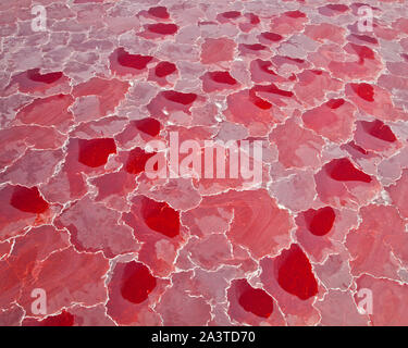 Lago Natron, Valle del Rift, Tansania, Afrika Stockfoto