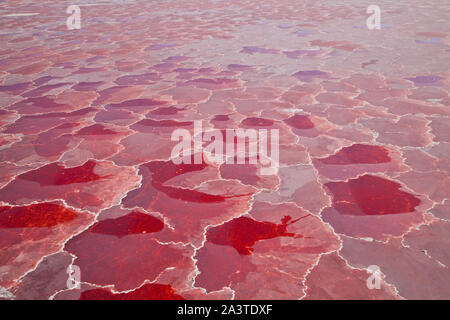 Lago Natron, Valle del Rift, Tansania, Afrika Stockfoto