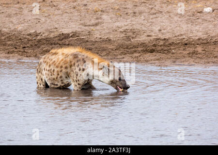 Ein trinken Hyäne in einem Wasserloch, Etosha, Namibia, Afrika Stockfoto