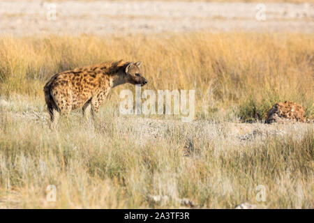 Einzelne Hyäne, die in der Savanne, Etosha, Namibia, Afrika Stockfoto