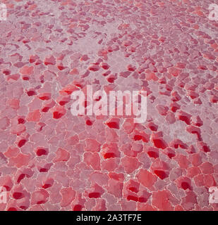 Lago Natron, Valle del Rift, Tansania, Afrika Stockfoto