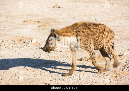 Nahaufnahme einer Hyäne wandern im Morgenlicht, Etosha, Namibia, Afrika Stockfoto