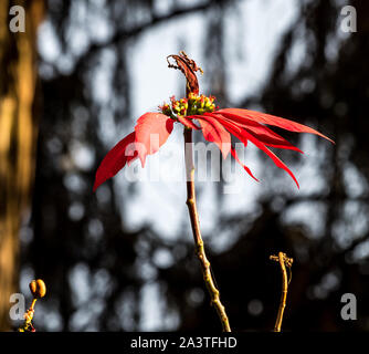 Blume in Fasil Ghebbi, eine Festung - Stadt in Gondar, Äthiopien Stockfoto