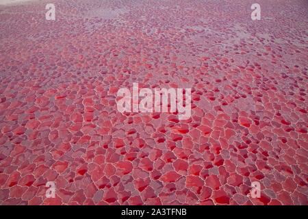 Lago Natron, Valle del Rift, Tansania, Afrika Stockfoto