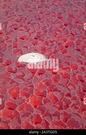 Lago Natron, Valle del Rift, Tansania, Afrika Stockfoto