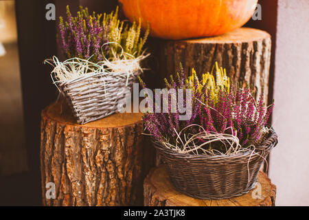 Garten Center. Eingerichtete Terrasse mit Heather Blumen und orange Kürbisse Stockfoto