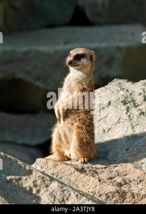 Erdmännchen im Zoo von Edinburgh, Lothian, Schottland Stockfoto