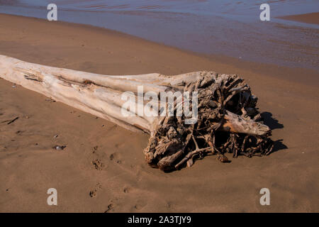 Großer Baum gewaschen wie Treibholz am Ufer des Strand Stockfoto