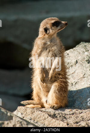 Erdmännchen im Zoo von Edinburgh, Lothian, Schottland Stockfoto