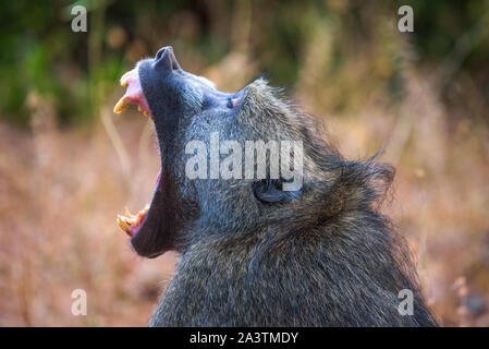 Chacma baboon Monkey gähnt und zeigt Zähne in den Chobe National Park, Botswana Stockfoto