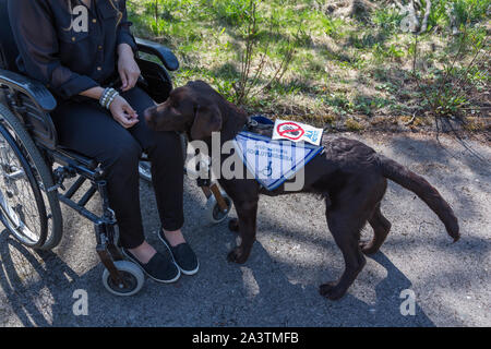 Junge behinderte Frau in einem Rollstuhl mit einem Blindenhund Stockfoto