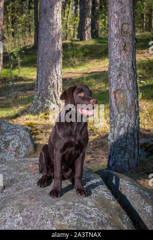 Jungen Labrador Retriever Welpen im Freien spielen und Spaß dabei haben Stockfoto