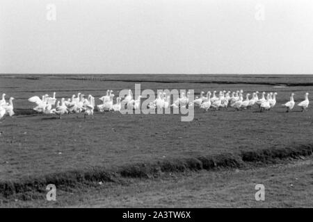 Adolf-Hitler-Koog, Schleswig-Holstein, 1936. Adolf Hitler Koog in Schleswig-Holstein, 1936. Stockfoto