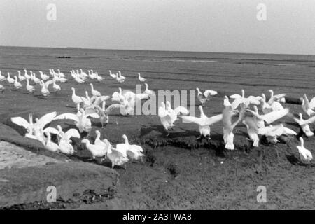 Adolf-Hitler-Koog, Schleswig-Holstein, 1936. Adolf Hitler Koog in Schleswig-Holstein, 1936. Stockfoto