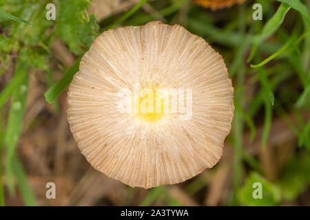 Kleine japanische Dach Fliegenpilz (Parasola Plicatilis) oder Pilz von oben betrachtet, UK Pilze Stockfoto