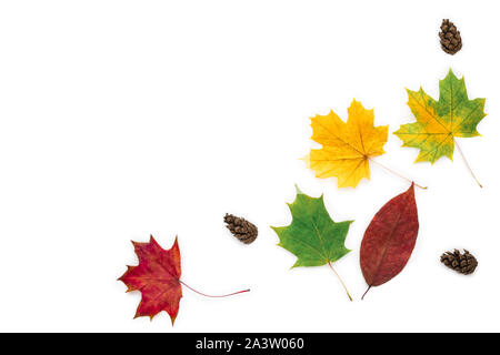 Trockene gelbe, rote und grüne Blätter und Kegel auf einem weißen Hintergrund. Herbarium. Herbst Zusammensetzung Stockfoto