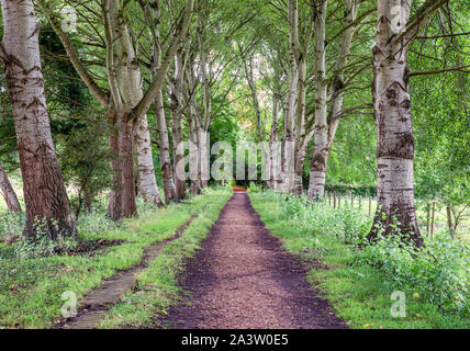 Allee der Bäume, die zu St Marys Priorat und die alten Ankerwycke Eibe in der Nähe von Runnymede, auf der Themse in West London, Großbritannien Stockfoto