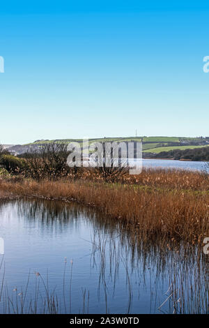 Schilf bei slapton Ley neben dem Englischen Kanal in South Devon Stockfoto