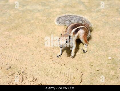 Nahaufnahme von niedlichen kleinen Atlantoxerus Getulus Eichhörnchen am Strand von Fuerteventura. Stockfoto