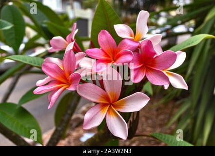 In der Nähe von wunderschönen und duftenden Frangipani (Plumeria) Blumen blühen auf den Baum in einem ruhigen, privaten Garten Stockfoto