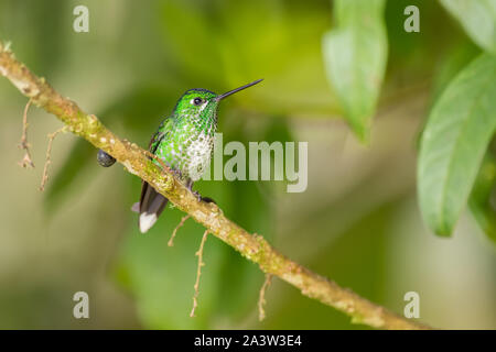 Viele entdeckten Kolibri - Leucippus hypostictus, Grün gefleckte Hummingbird von Andinen Pisten von Südamerika, wilde Sumaco, Ecuador. Stockfoto