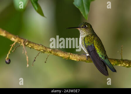 Viele entdeckten Kolibri - Leucippus hypostictus, Grün gefleckte Hummingbird von Andinen Pisten von Südamerika, wilde Sumaco, Ecuador. Stockfoto