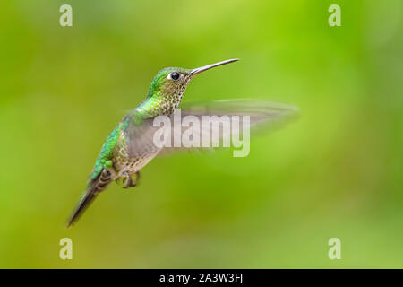 Viele entdeckten Kolibri - Leucippus hypostictus, Grün gefleckte Hummingbird von Andinen Pisten von Südamerika, wilde Sumaco, Ecuador. Stockfoto