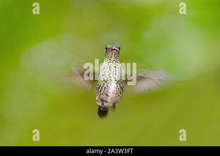 Viele entdeckten Kolibri - Leucippus hypostictus, Grün gefleckte Hummingbird von Andinen Pisten von Südamerika, wilde Sumaco, Ecuador. Stockfoto