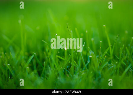 Frische grüne Gras Hintergrund, Gras, Feld Stockfoto