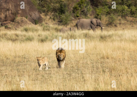 Jungen Erwachsenen männlichen Löwen und cub Spaziergang durch das lange Grass der Masi Mara. Ein Elefant und Baby kann im Hintergrund gesehen werden. Stockfoto