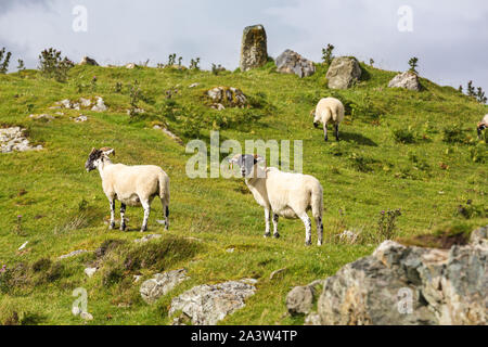 Schwarz konfrontiert Schafe auf den üppigen Gras auf der Insel Skye, Inneren Hebriden in Schottland. Stockfoto