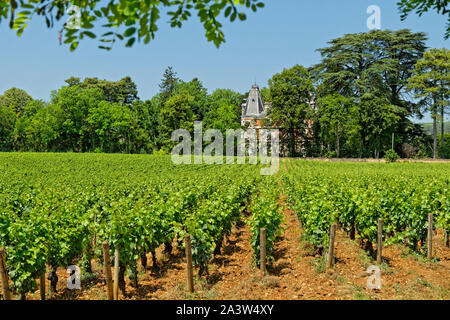 Weinreben im Weindorf Nuits Saint-Georges in der Region Burgund, Bourgogne Franche-Compté , Frankreich. Stockfoto