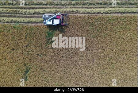 Nanchang. 10 Okt, 2019. Luftbild am Okt. 10, 2019 zeigt eine Reaper in Reisfeldern in Jiangxiang Stadt Nanchang County, der ostchinesischen Provinz Jiangxi. Die Bauern haben die Ernte in etwa 3.300 Hektar Reisfeld in Jiangxiang Stadt wurde vor kurzem. Credit: Peng Zhaozhi/Xinhua/Alamy leben Nachrichten Stockfoto