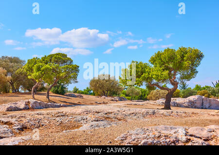 Öffentlicher Park auf dem Hügel von den Nymphen in Athen am Sommer sonnigen Tag, Griechenland - griechische Landschaft Stockfoto