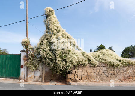 Russische Weinstock oder follopia baldschuanica, eine schnell wachsende Kletterpflanze in Haro, La Rioja, Spanien Stockfoto