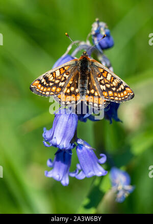 Marsh fritillary Schmetterling Euphydryas aurinia an Erdbeere Banken in den Cotswold Hills von Gloucestershire, Großbritannien Stockfoto